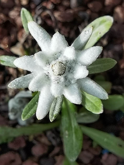 Leontopodium alpinum (ex Alpes Slovénes)